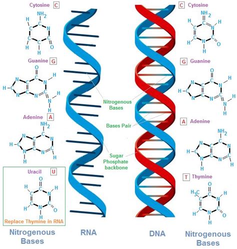 Pin on DNA