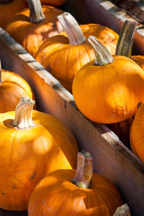 Free Images : harvest, produce, autumn, pumpkin, halloween, calabaza ...