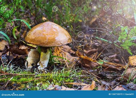 Beautiful Edible Mushroom. Suillus Grevillei Commonly Known As Greville`s Bolete and Larch ...