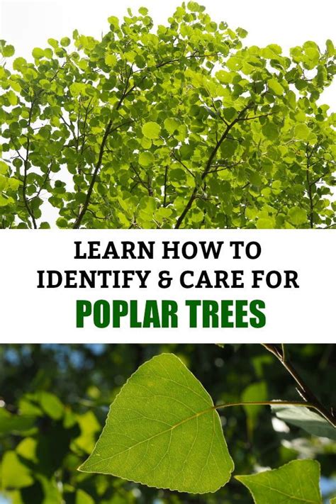 Poplar Trees: Identification and Care | Poplar tree, Tree ...