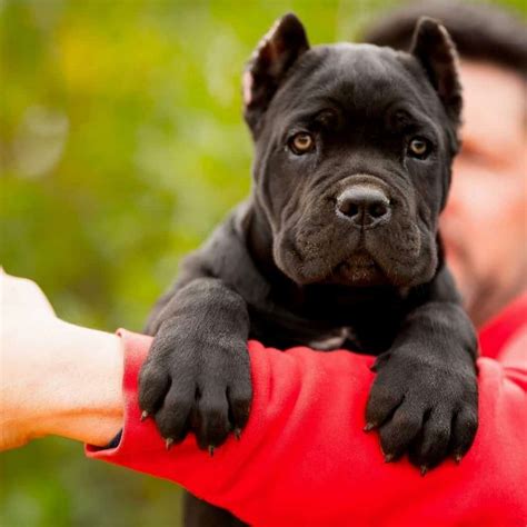 Cane Corso | Dog Breed Information [Complete Guide]