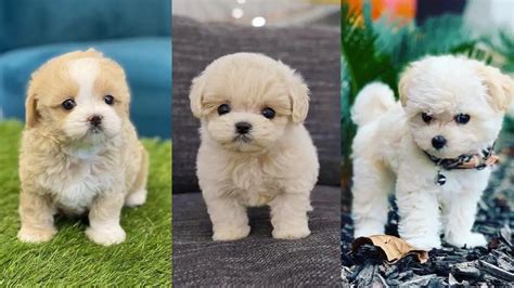 Teacup Maltipoo | 12 Surprising Facts You Should Know