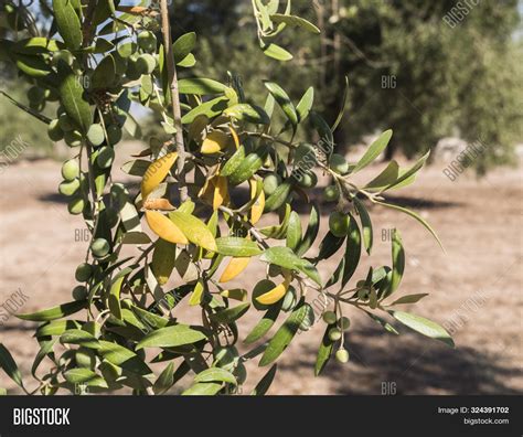 Olive Trees Infected Image & Photo (Free Trial) | Bigstock