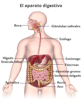 Aparato digestivo