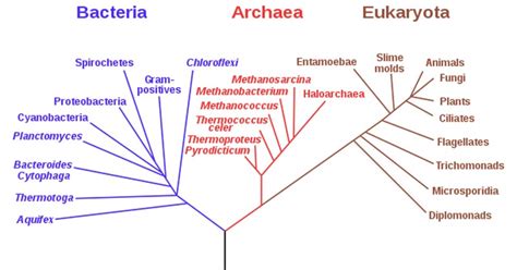 Three-domain system (Carl Woese's Classification)