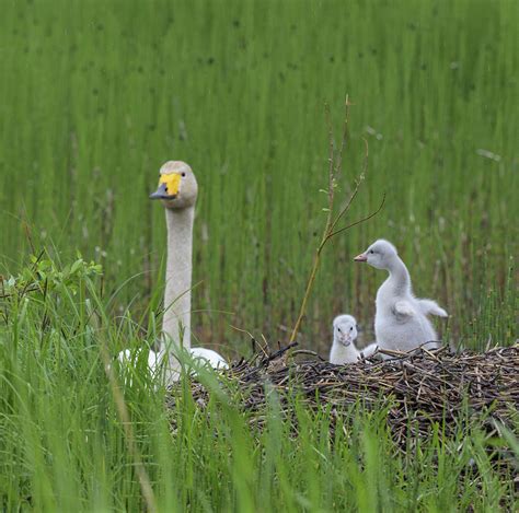 Whooper Swan, At Nest With Cygnets, Finland Photograph by Jussi Murtosaari / Naturepl.com - Fine ...