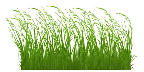 Tall Grass Vector at GetDrawings | Free download