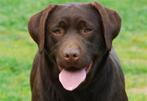 O naszych psach.: Labrador Retriver