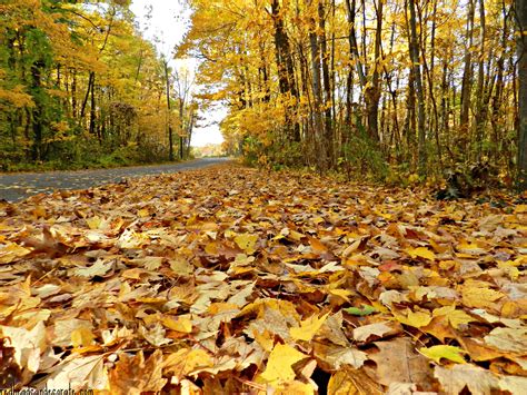 Michigan Fall Foliage - Redhead Can Decorate