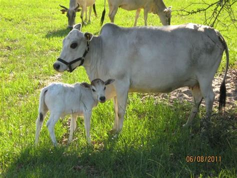 Miniature zebu cows at bogle farms sorrento fl – Artofit