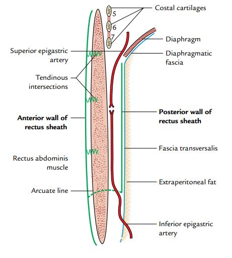 Rectus Sheath | Medical Junction