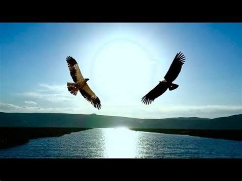 Eagle Gallery: eagle and condor prophecy