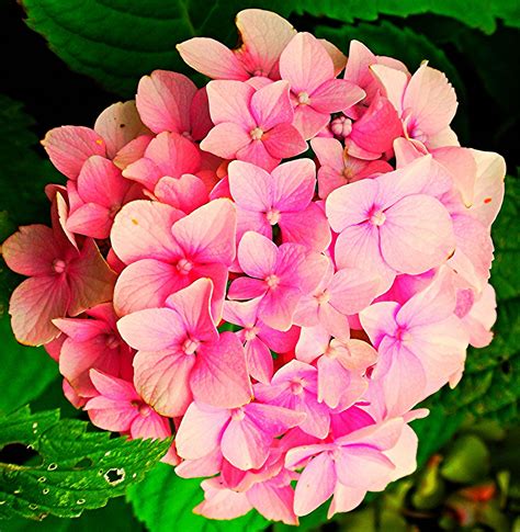 Flower - Pink Hydrangea | Pink hydrangea, Flowers, Hydrangea