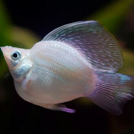 Balloon Molly - Fish World Aquarium