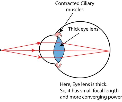 While reading a book, our ciliary muscles