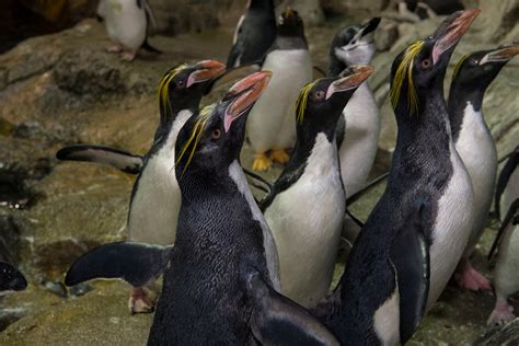 Rare Penguin Species Debuts At Central Park Zoo | Central Park, NY Patch