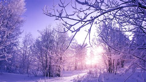 Snow covered Winter Trees Wallpapers | HD Wallpapers