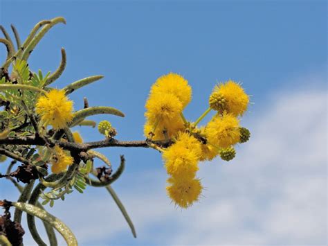 Acacia Karroo Trees - Information On Acacia Sweet Thorn Plants