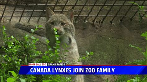 John Ball Zoo gets two Canada Lynx