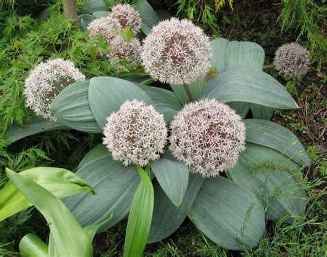 Allium karataviense in 2024 | Perennial bulbs, Spring flowering bulbs, Allium