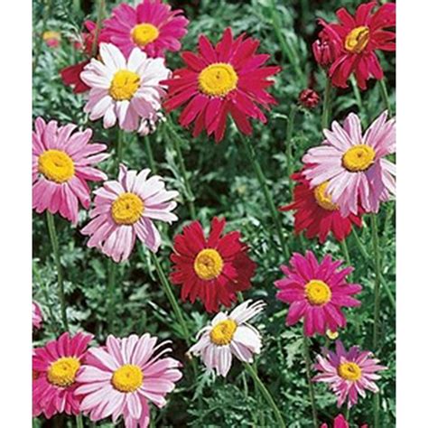 Pyrethrum Daisy Robinsons Mixture Seed - 1 Packet - Walmart.com - Walmart.com