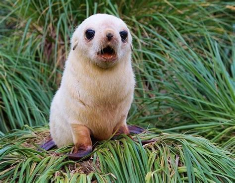 Seal pup showing us whos boss by Khrime #nature #naturephotography #earth #ecoliving in 2020 ...