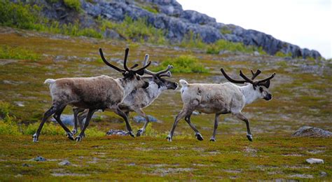 reindeer 4 - Lapland Welcome in Finland