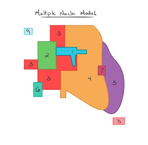 Multiple Nuclei Model Diagram | Quizlet