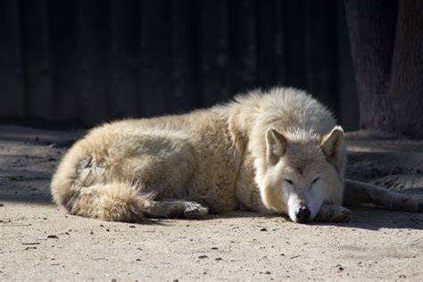 Worlds Largest Wolf Ever Recorded