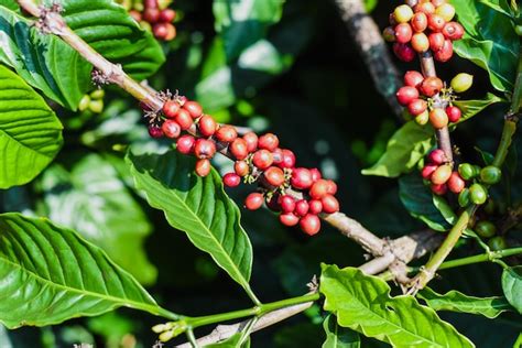 Premium Photo | Coffee beans growing in da lat vietnam