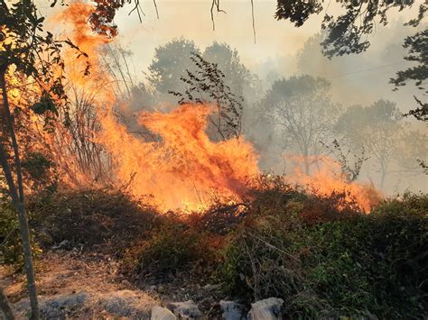 Forest fires damage 4,298 hectares of land this year in Turkey | Daily Sabah