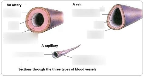 Artery - Vein - Capillary Diagram Diagram | Quizlet