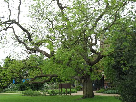 File:Japanese Pagoda Tree in University Parks, Oxford.jpg - Wikimedia ...