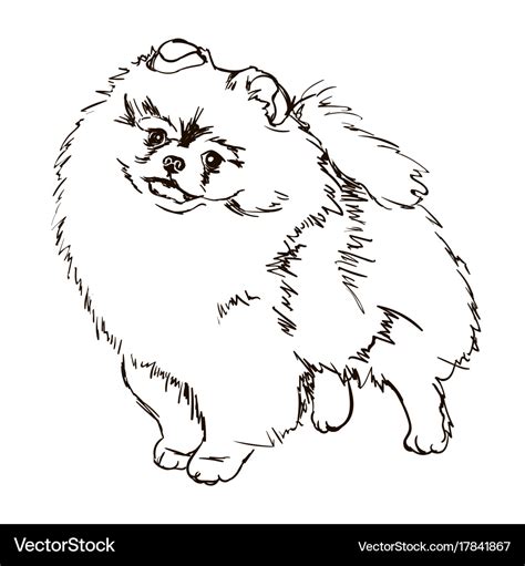 Dog breed pomeranian Royalty Free Vector Image