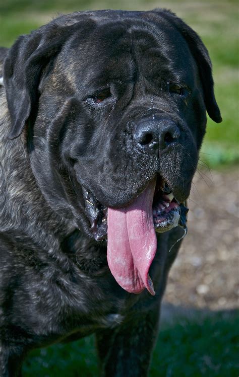 Bernie's brother... My mastiff is my best friend and the most wonderful ...