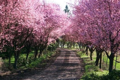 Thundercloud Flowering Plum Tree - Highly fragrant flowers and dark pu – Online Orchards