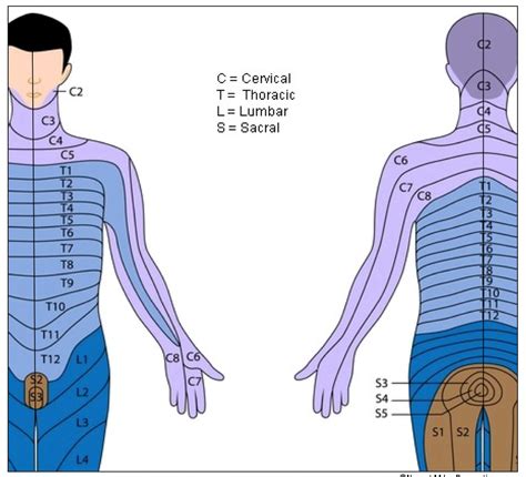 Dermatomes And Myotomes - Dermatomes Chart and Map