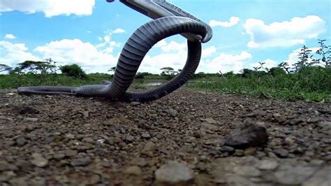 Mozambique Spitting Cobra Facts and Pictures | Reptile Fact