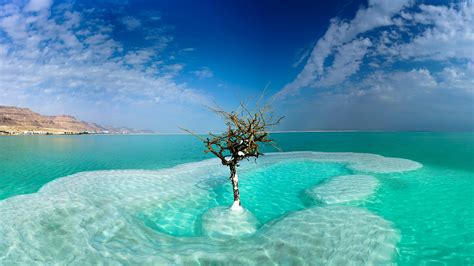 Fondos de Pantalla 2560x1440 Israel Mar Cielo Dead Sea, Neve Zohar árboles Nube Naturaleza ...