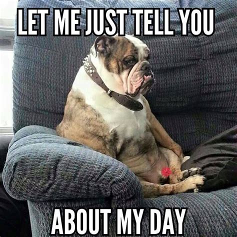 86 best Bulldog memes images on Pinterest | English bulldogs, Funny animals and Cute dogs