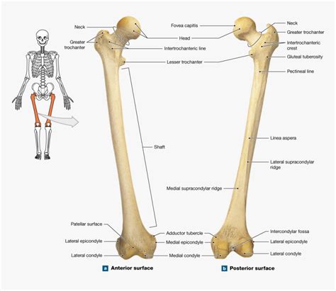 Clip Art The Bones Lower - Femur Bone Anterior And Posterior, HD Png ...