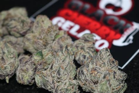 Buy Black Cherry Gelato Weed Strain Online By Backpackboyz