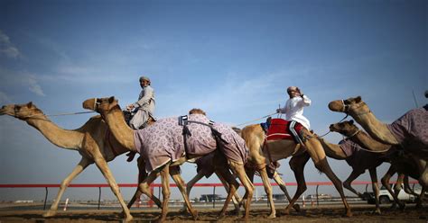 Camel racing in Dubai