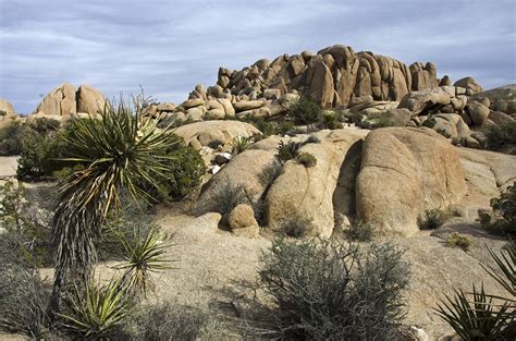 Skull Rock Nature Trail - Joshua Tree National Park — Cali49