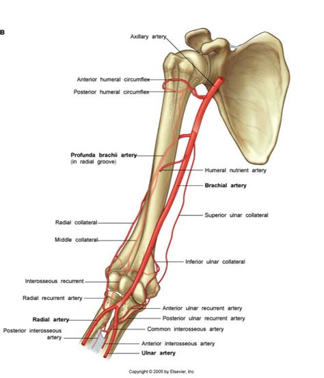 profunda_brachii | Medical anatomy, Skeletal system anatomy, Brachial