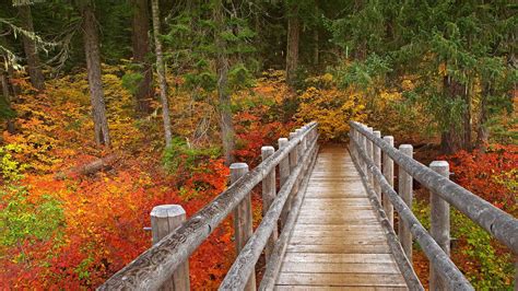 Mc Kenzie River Trail - Photo from Microsoft Bing™ - Sweetypic.com