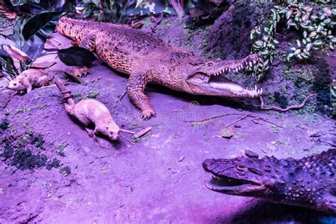 Wildlife Diorama Inside Grigore Antipa National Museum of Natural History Editorial Photography ...