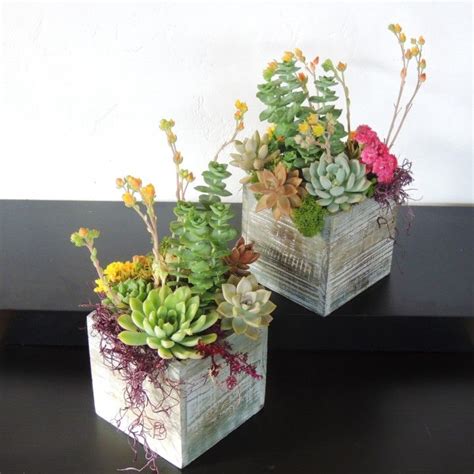 Cactus Arrangements For Sale [#1 Cacti Delivery Boutique] | Succulent ...