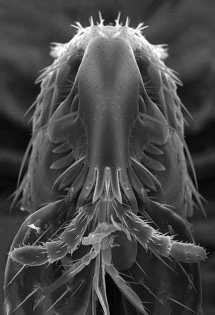 FLEA | Macro photography insects, Fleas, Microscopic photography