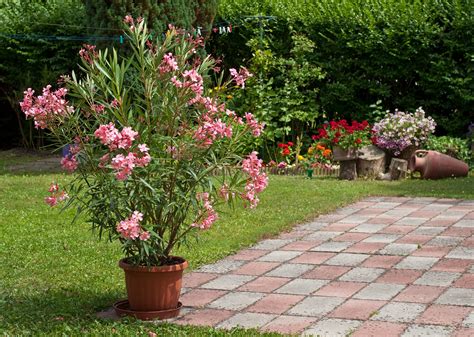 Oleander - Premier Nursery - Plant Nursery